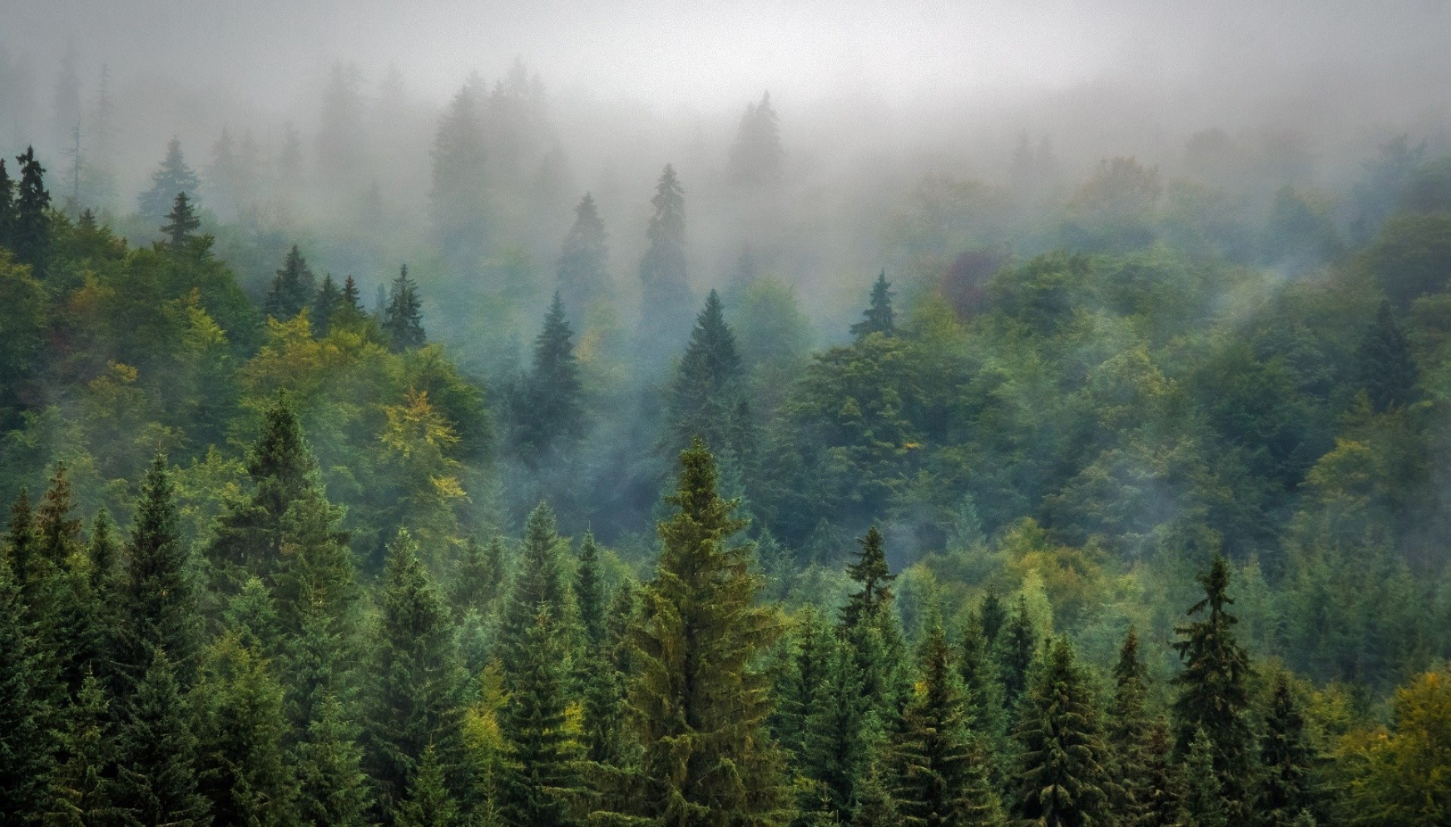 Mehr Wald, weniger Klimawandel